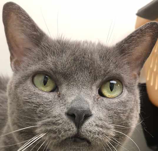 Looking for a Russian Blue Cat Near Me? Find Your Purrfect Pal Today!