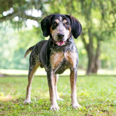 Finding the Best Dog Food for Coonhounds: Key Ingredients to Look For