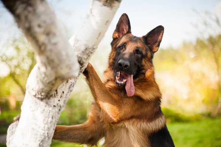 Is a German Shepherd Mix Right for You? Find Out Now