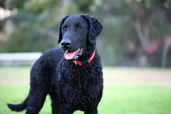 Is Your Labrador Retriever Curly? What You Need to Know