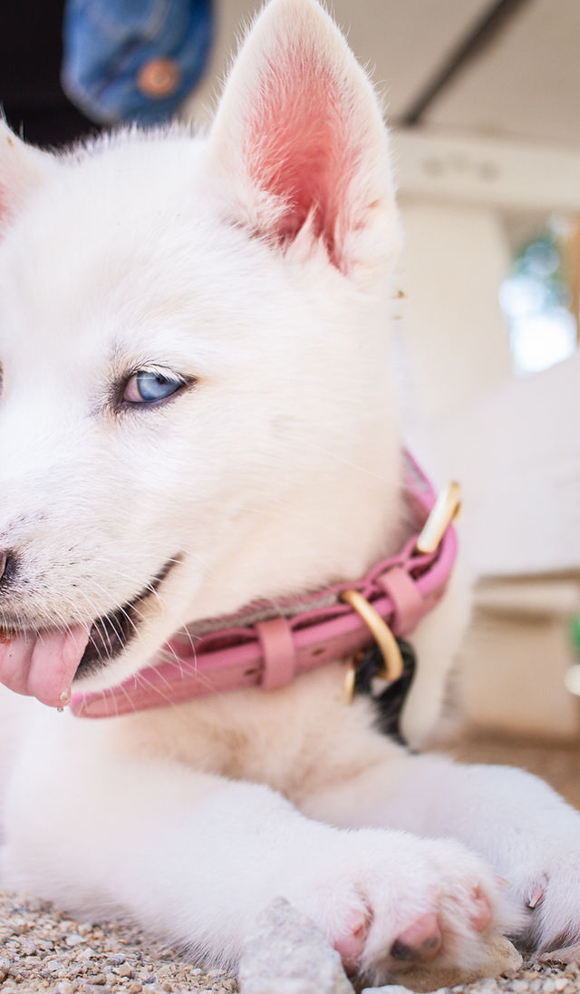 Siberian Husky Puppies for Sale in Chicago, IL: Reputable Breeders