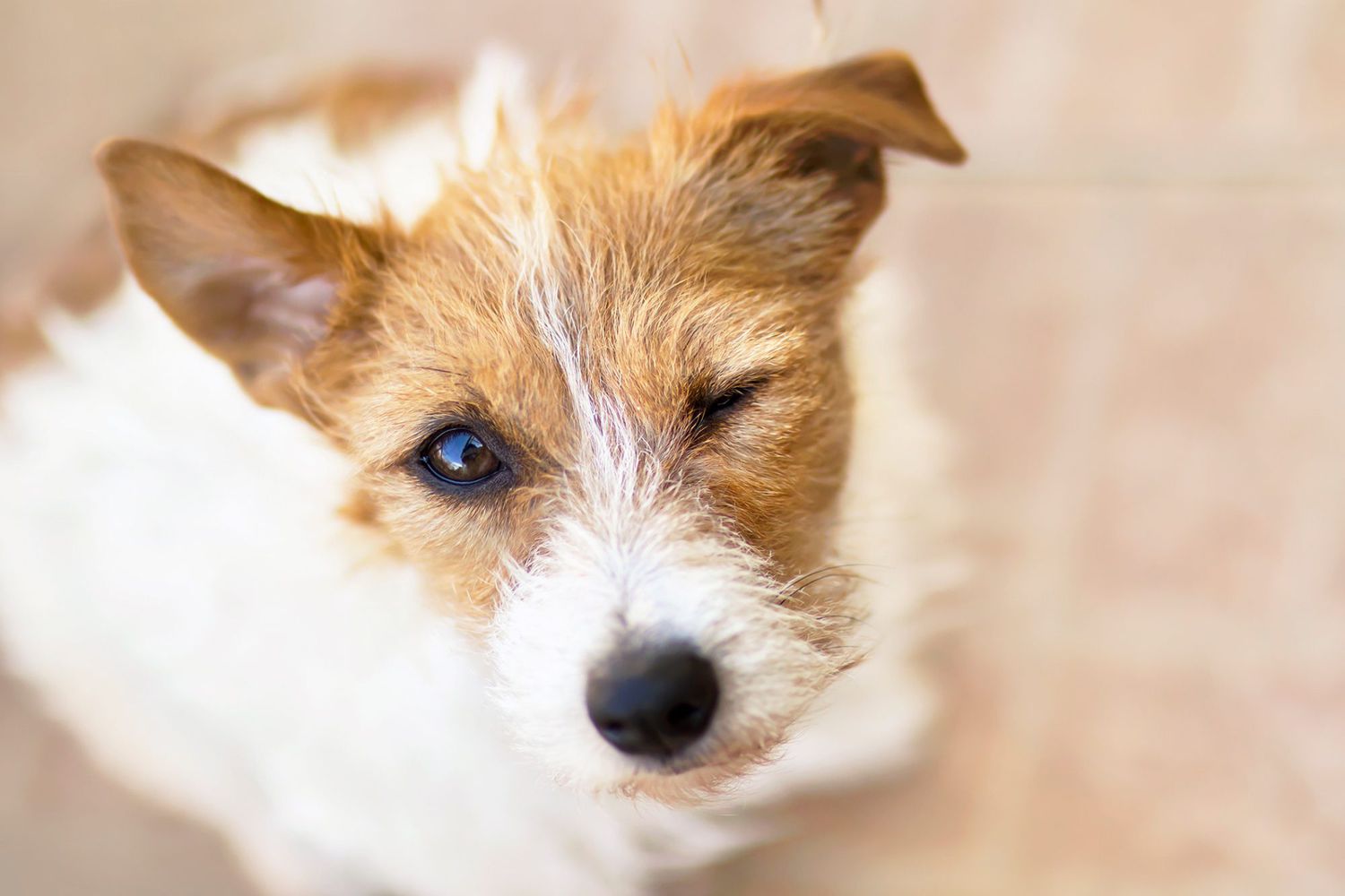 Unlocking the Mystery: Why Do Dogs Wink at You Sometimes