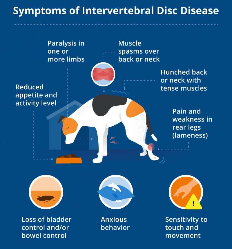 IVDD in Corgis: Understanding the Signs and Symptoms