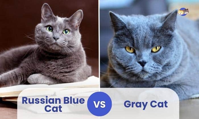 Russian Blue Cat vs Gray Cat: Whats the Difference?