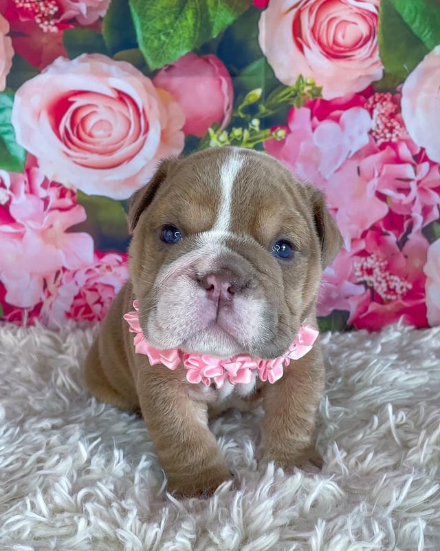 Confused About What Size Crate for an English Bulldog