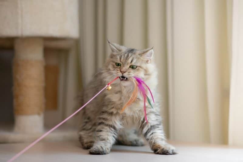 Spoil Your Persian Cat: Fun and Engaging Toy Ideas