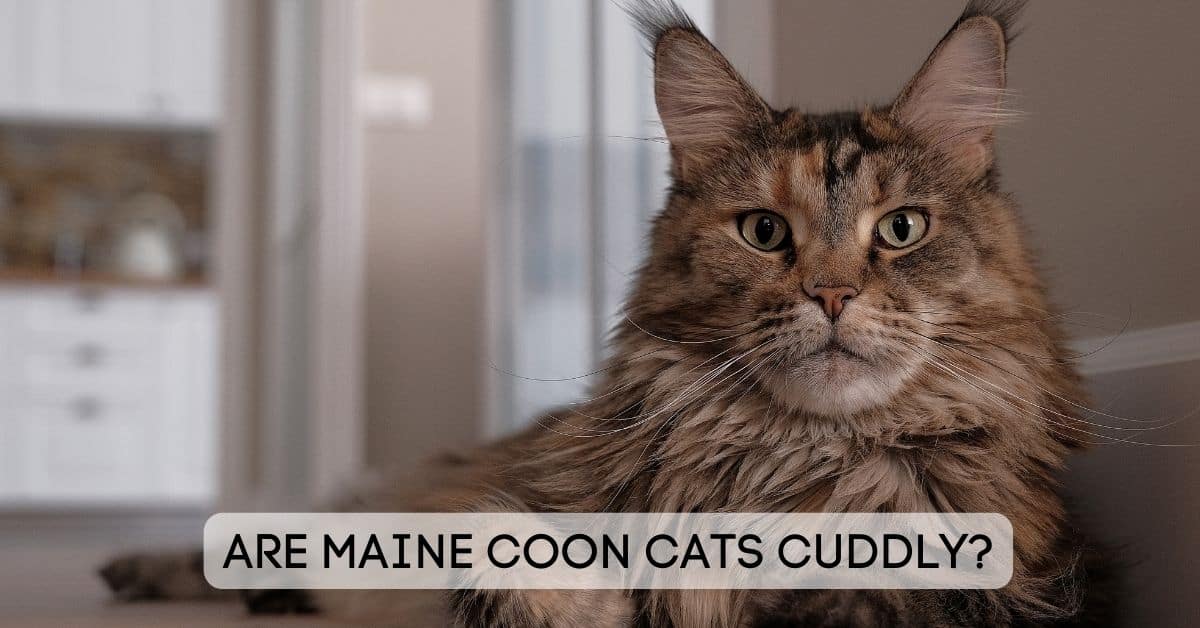 Cuddly Maine Coon Cattery: Kittens with Big Personalities