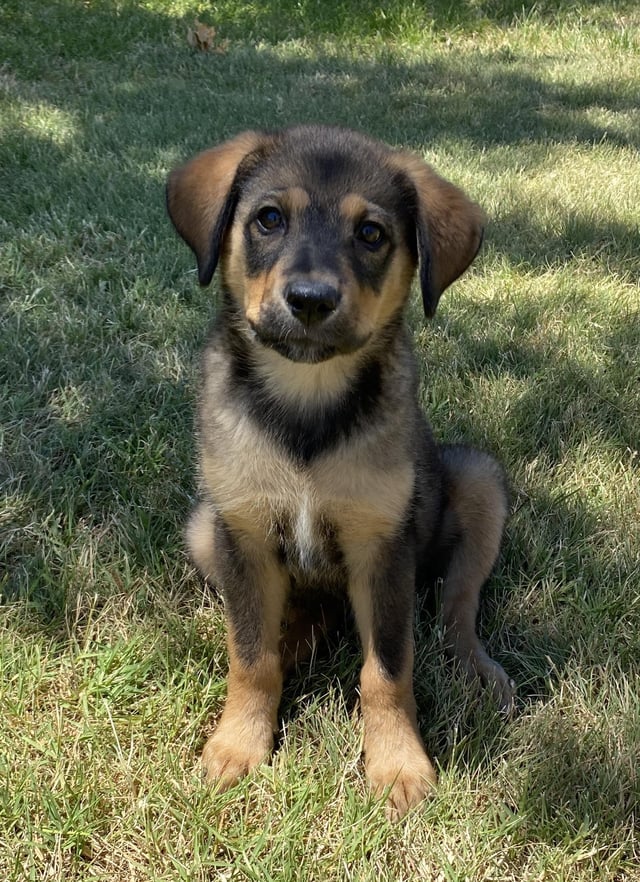 Rottweiler Beagle Mix Puppies: What to Expect
