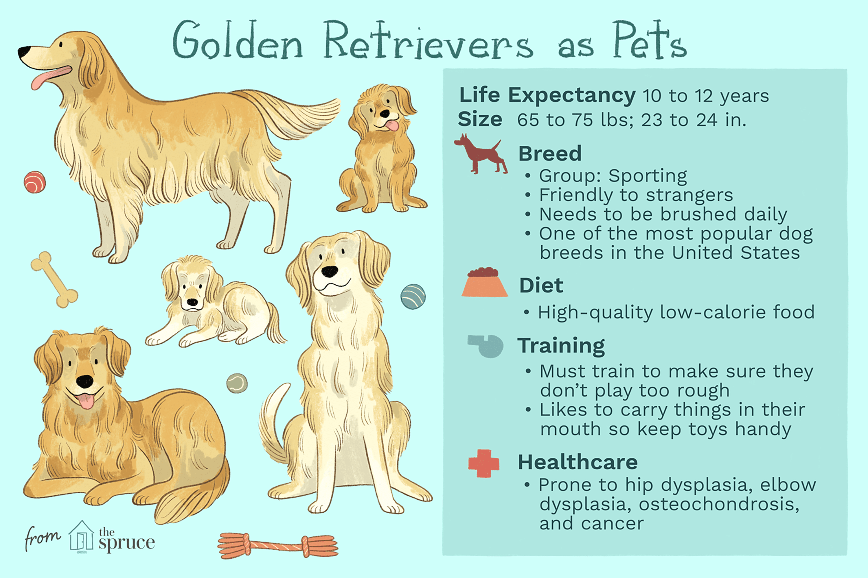 Living with Adult Golden Retrievers: What You Need to Know