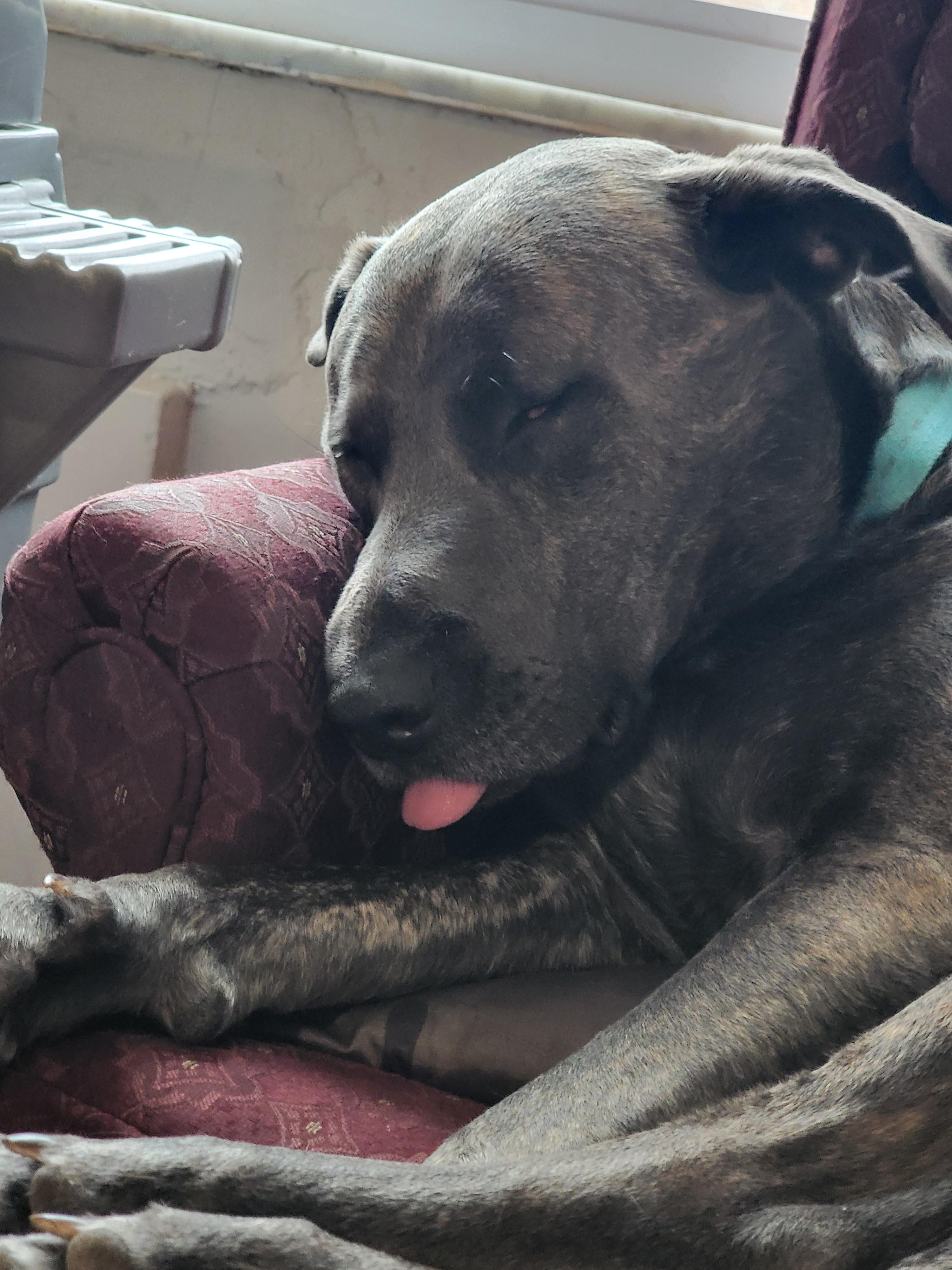 Thinking of a Belgian Shepherd Malinois Labrador Retriever Mix? Heres What You Need to Know