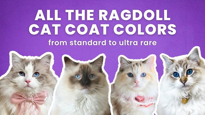 Want a Ragdoll? Discover the Different Kinds of Ragdoll Cats