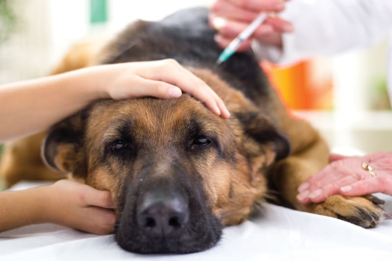 My Dog Had a Bad Reaction to Kennel Cough Vaccine: Tips for Dog Owners