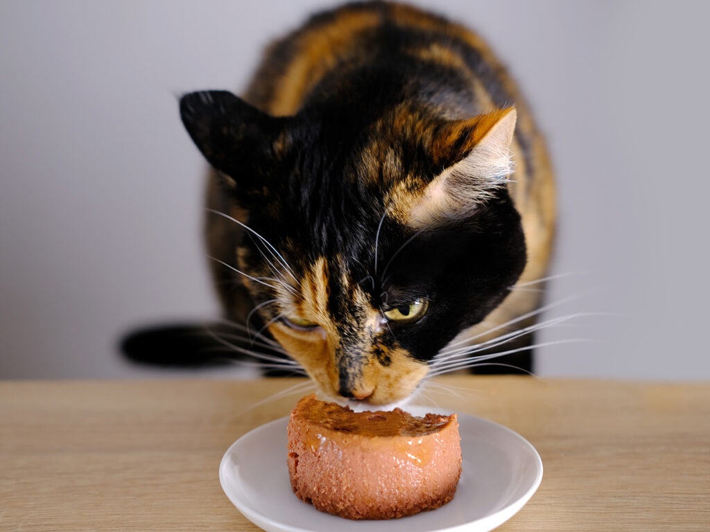 Choosing the Right Calico Cat Food: A Comprehensive Guide