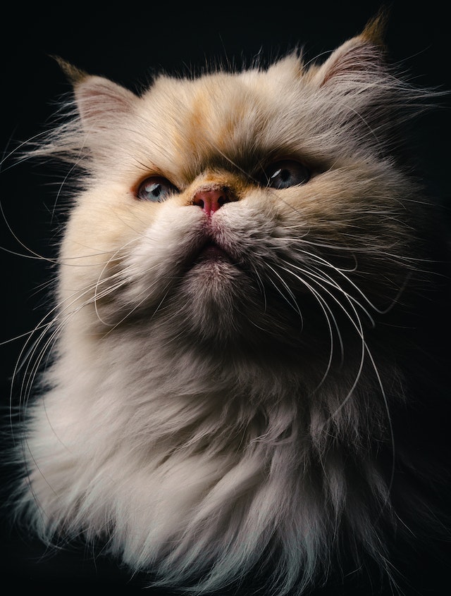How Much Does a Teacup Persian Cat Cost? Price Guide & Factors