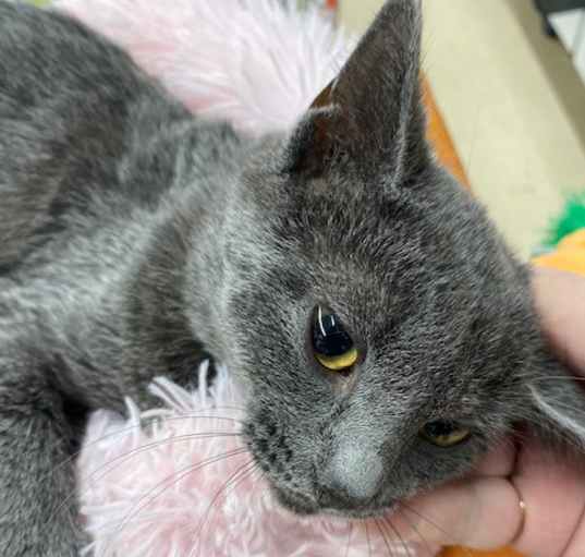 Ready to Adopt? Russian Blue Cats Await in NYC Shelters