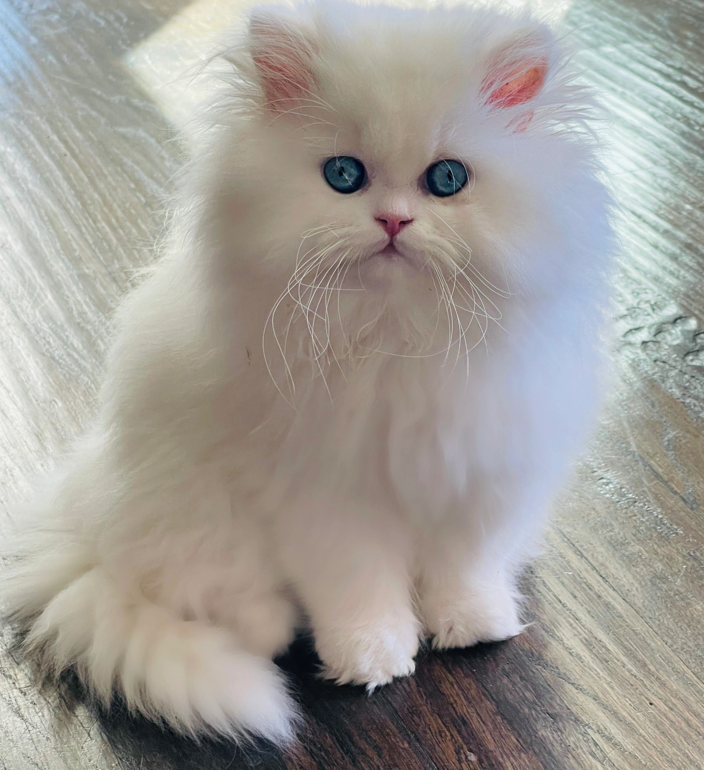 Where to Find Persian Cats for Sale in Houston TX? Local Breeder Listings