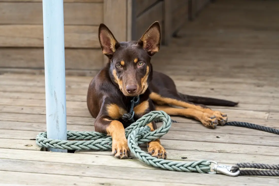 Best Kelpie Dog Food: Fueling Your Herding Dog Right
