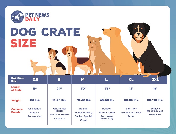 what size crate for a labrador retriever? Expert tips to pick the right crate size for your labrador retriever!