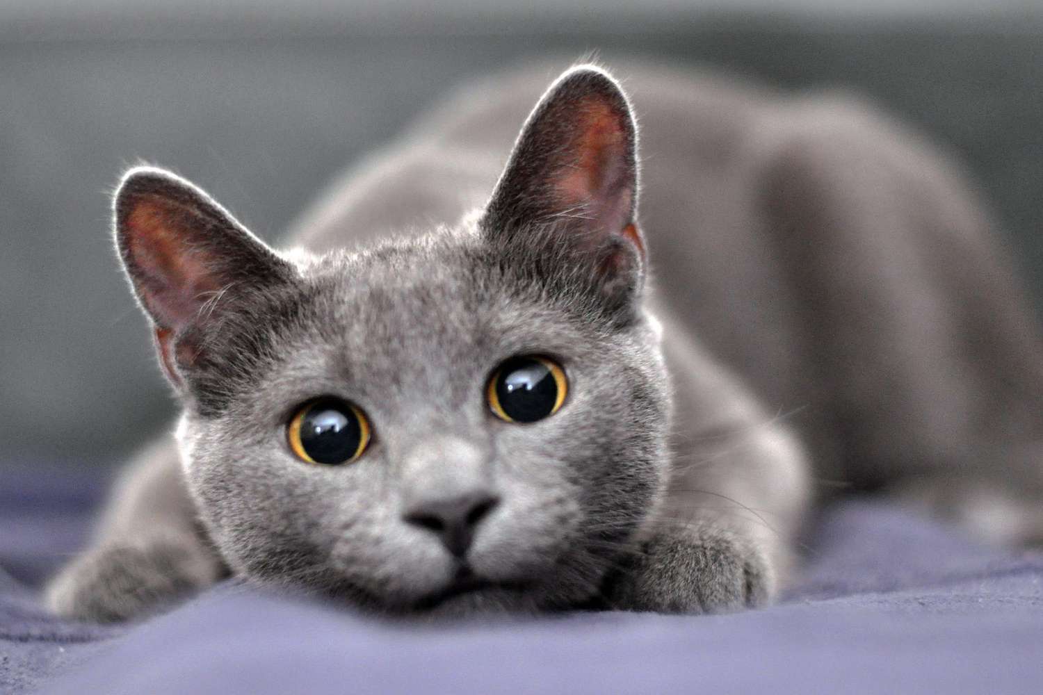 Brown Russian Blue Cat Breed Facts, Care, and Temperament