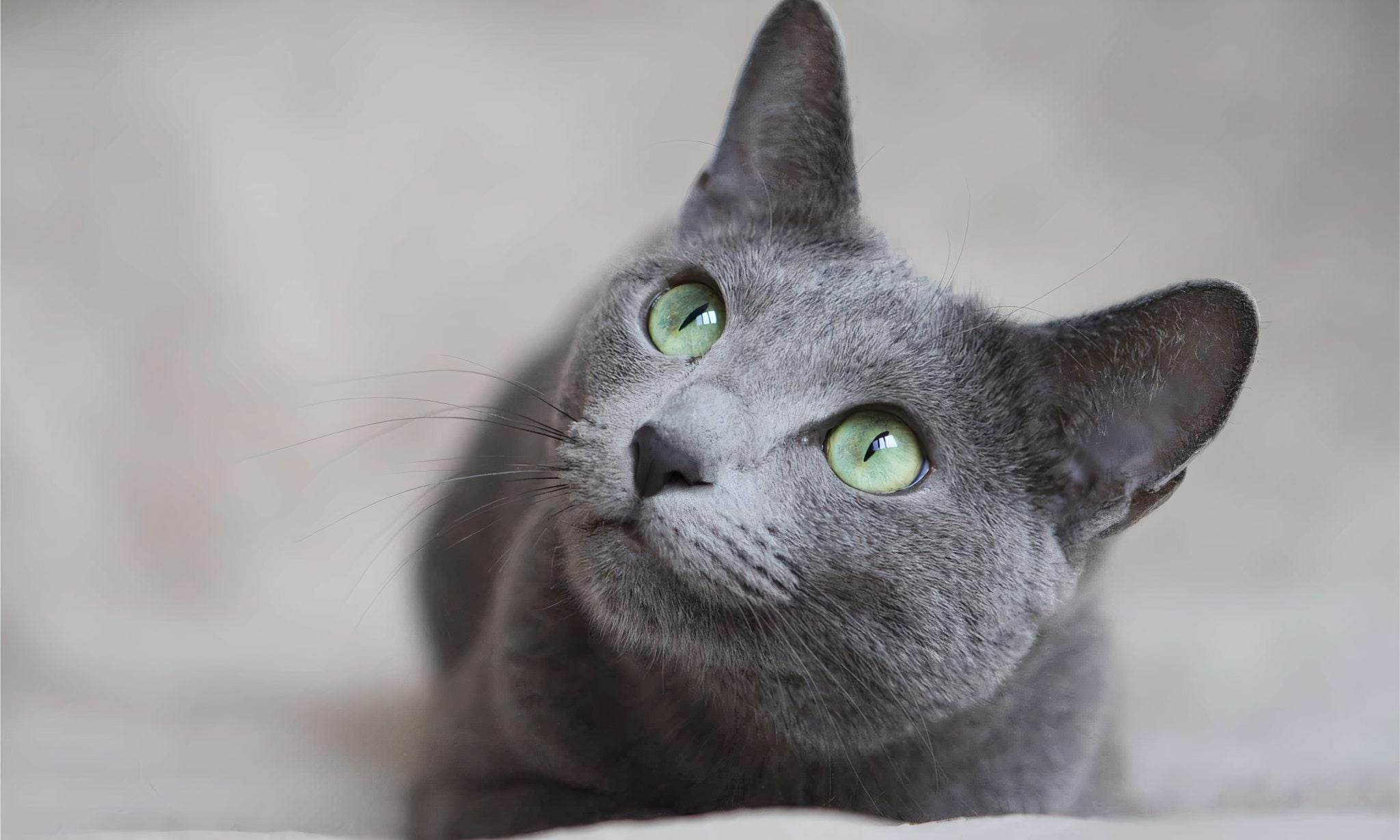 Is Your Russian Blue Cat Scared? Understanding Their Fear