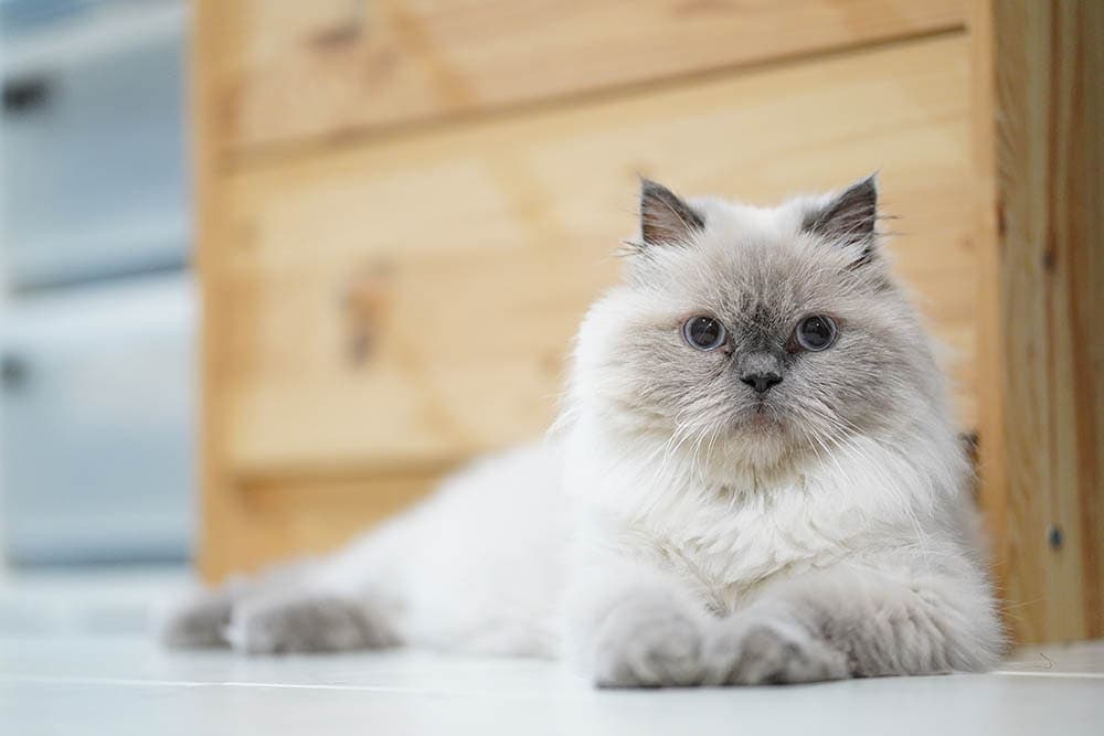 Whats the Real Himalayan Persian Cat Cost? See the Prices