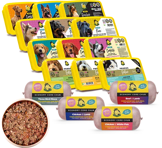 Best Dog Food for Coton de Tulear: Top Picks & What to Avoid