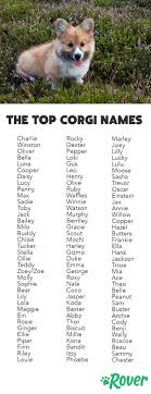 From Popular to Unique: The Best Corgi Names Ever