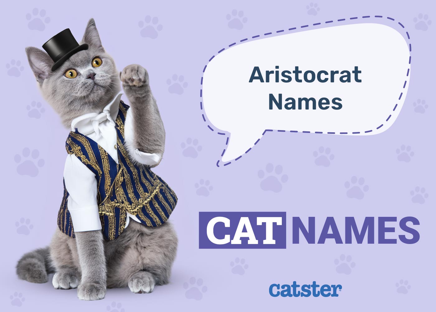 Cute Aristocats Siamese Cat Names Youll Absolutely Love
