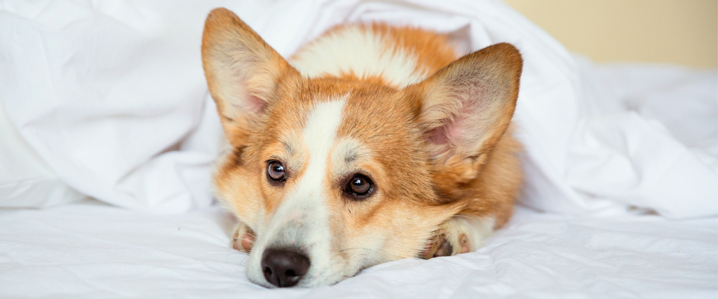 Corgi IVDD: Symptoms, Diagnosis, and Treatment