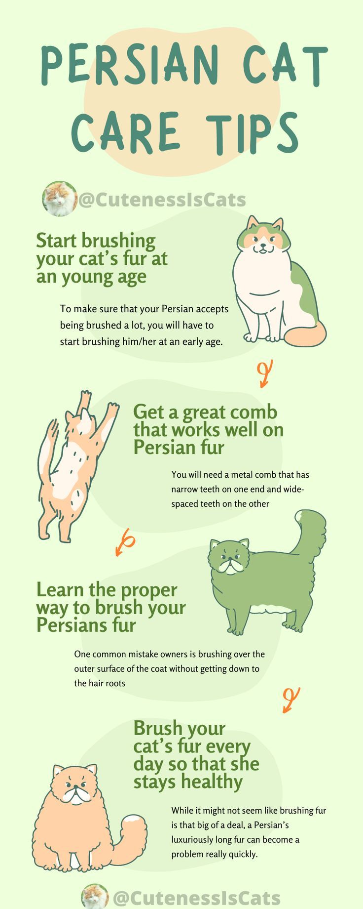 Mini Persian cat care tips: How to keep your tiny furry friend happy!