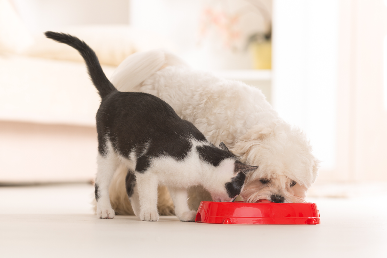 Can Cats Eat Fresh Pet Dog Food Dangers and Risks Explored