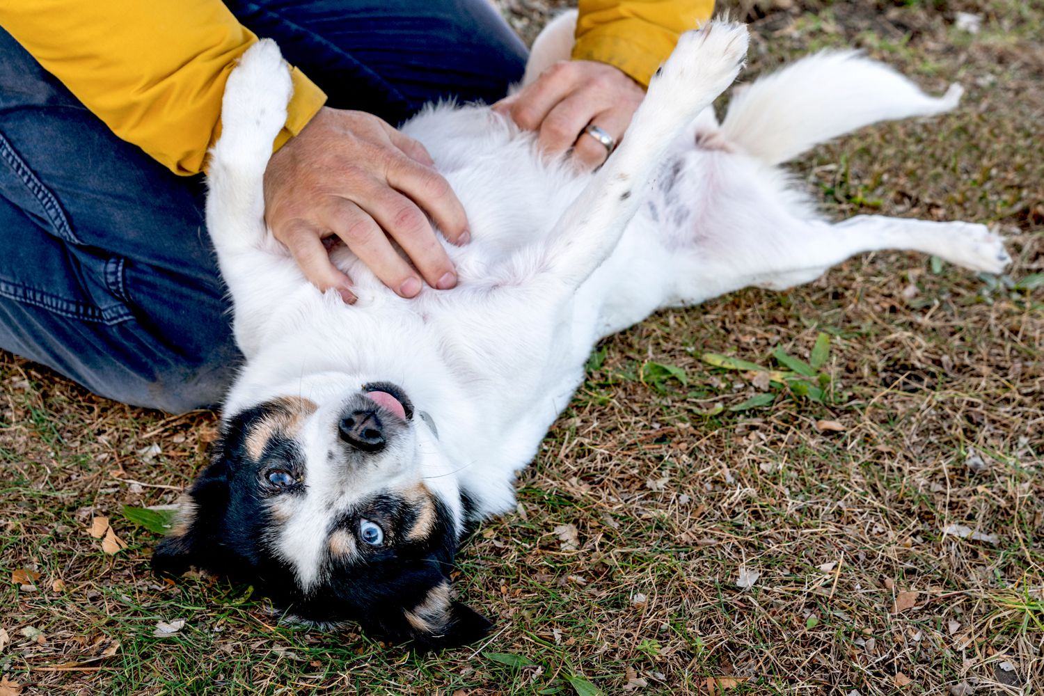 Expert Tips on Belly Rubs Pet Care for a Healthy Pet