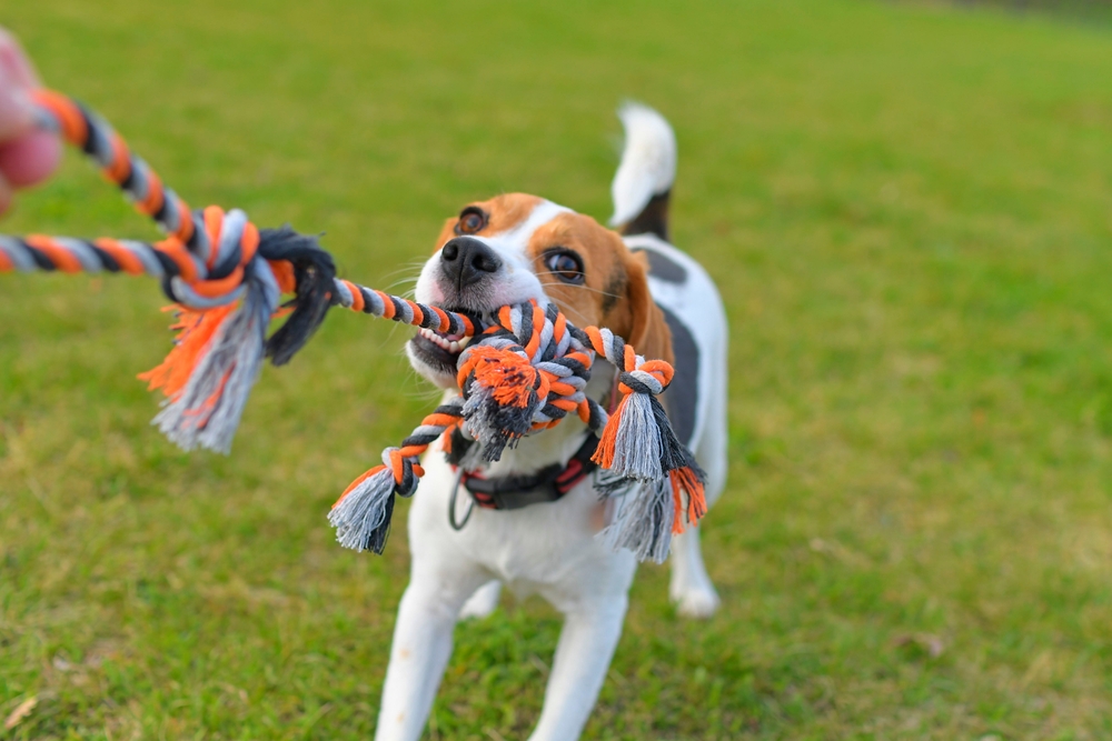 Tug a Rope for Dogs: Simple and Fun Ways to Bond with Your Dog While Playing!