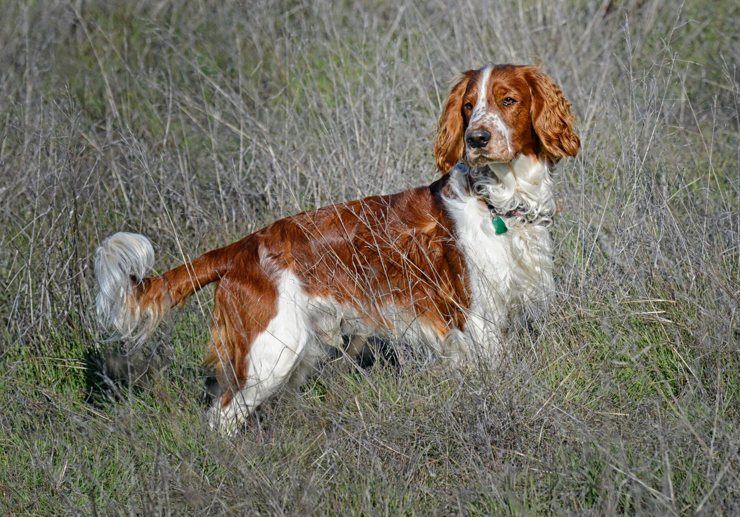 Breaking Welsh Springer Spaniel News: Whats New Today?