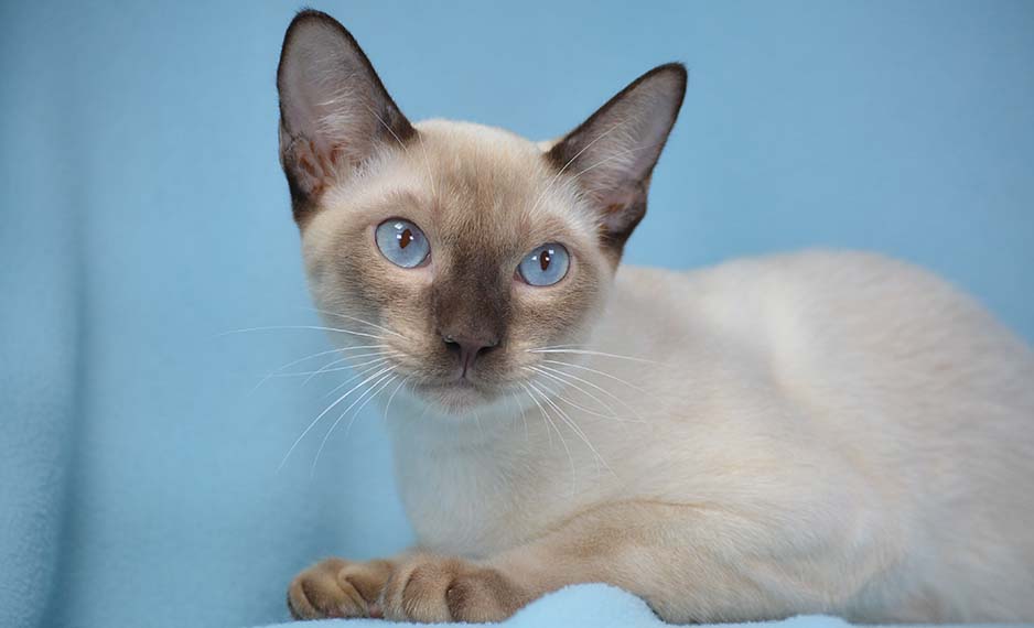 Where to Find Healthy Applehead Siamese Cats for Sale Online