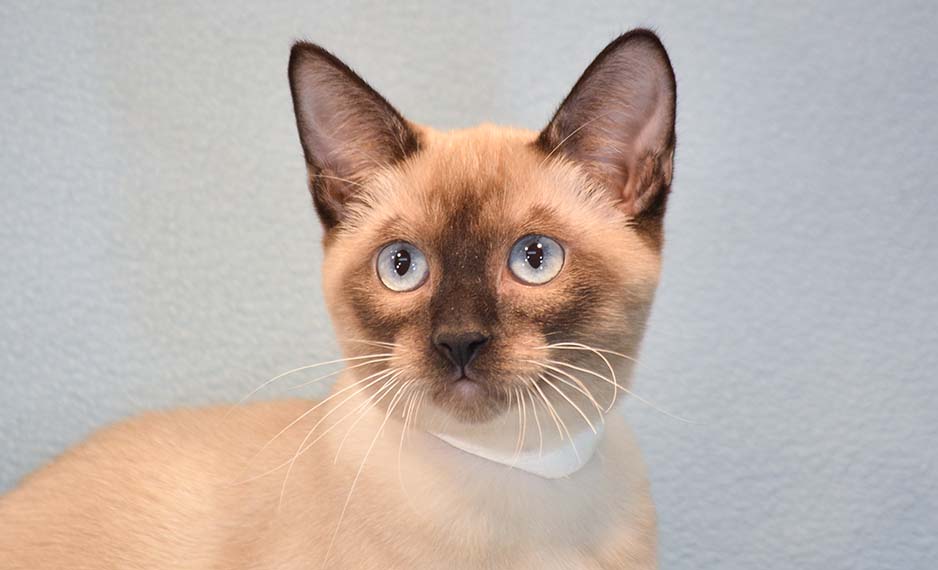 Where to Find Healthy Applehead Siamese Cats for Sale Online