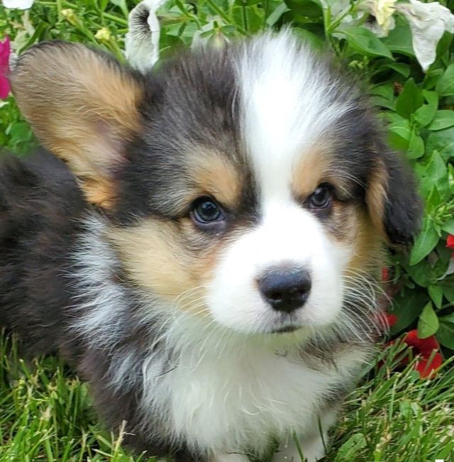 corgi puppies fluffy