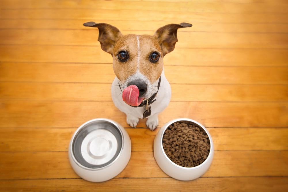 Why is it important to feed pet macro? Learn the benefits for your pets well-being!