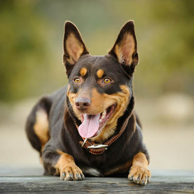 Best Kelpie Dog Food: Fueling Your Herding Dog Right