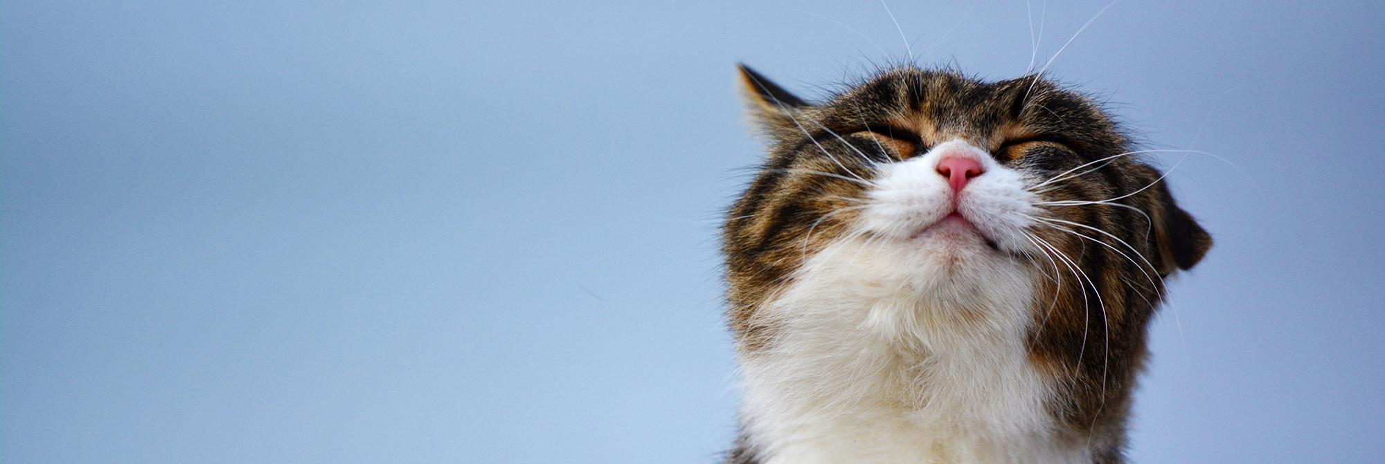 Discover All the Best Pet Care Central District: Expert Tips and Local Services