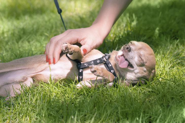 Need Pet Care? Belly Rubs Pet Care is the Answer!