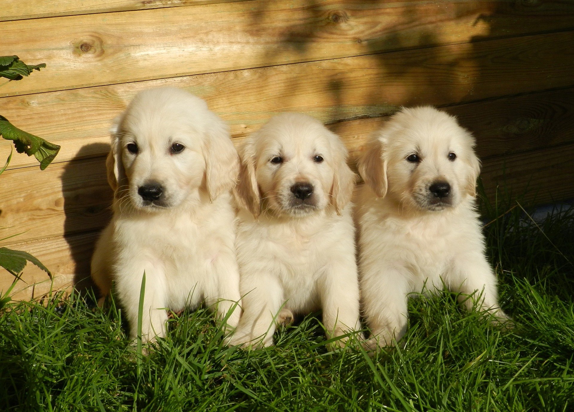 Golden Retriever Puppies me: Prices, Breeders, and Everything You Need to Know