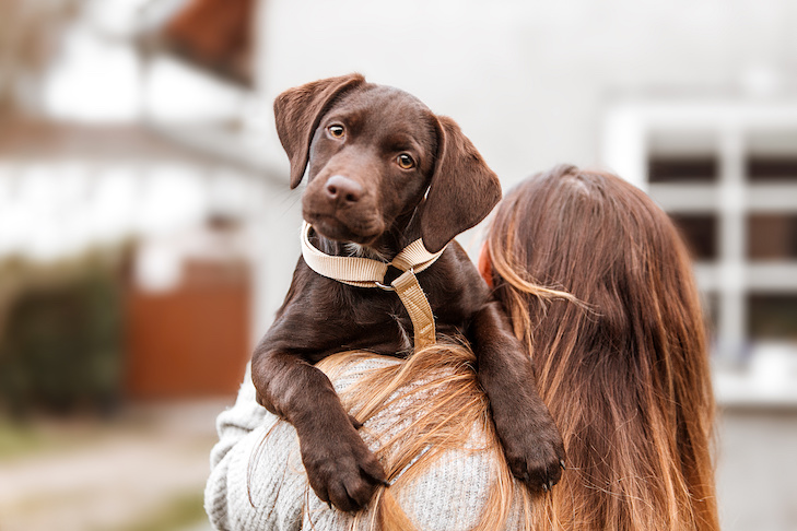 Bringing Home a Chocolate Labrador Golden Retriever Mix Puppy