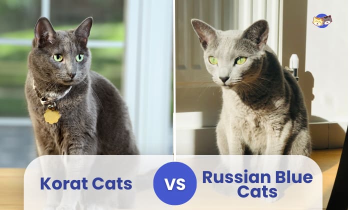 Russian Blue Cat vs Korat: Which Breed Is Right for You? Heres How to Decide!