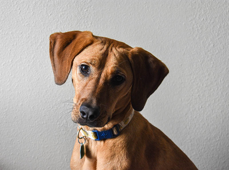 Caring for Your Bloodhound German Shepherd Mix
