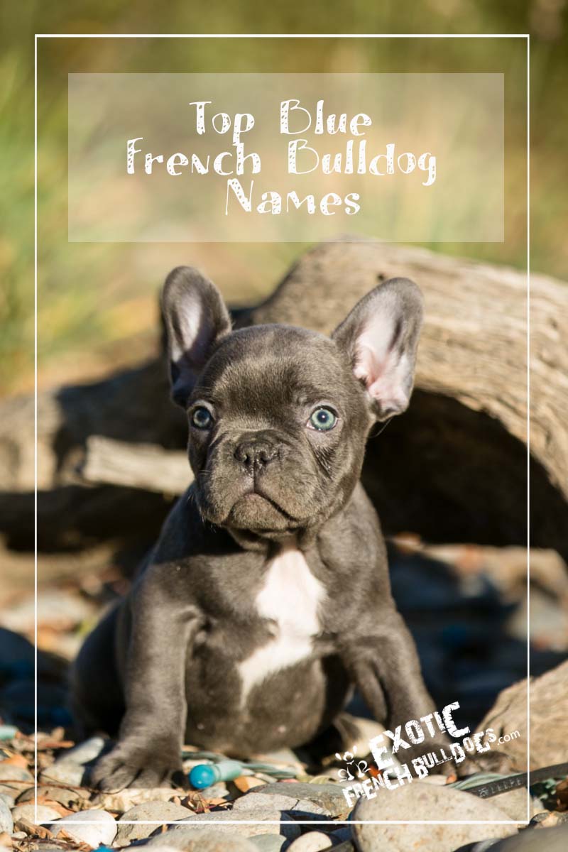 Top Blue French Bulldog Names: Choosing the Right Name for Your Dog