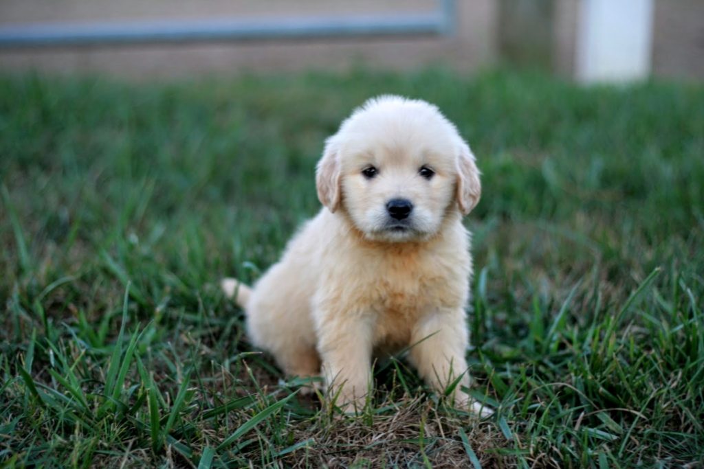 Golden Retriever Puppies me: Prices, Breeders, and Everything You Need to Know