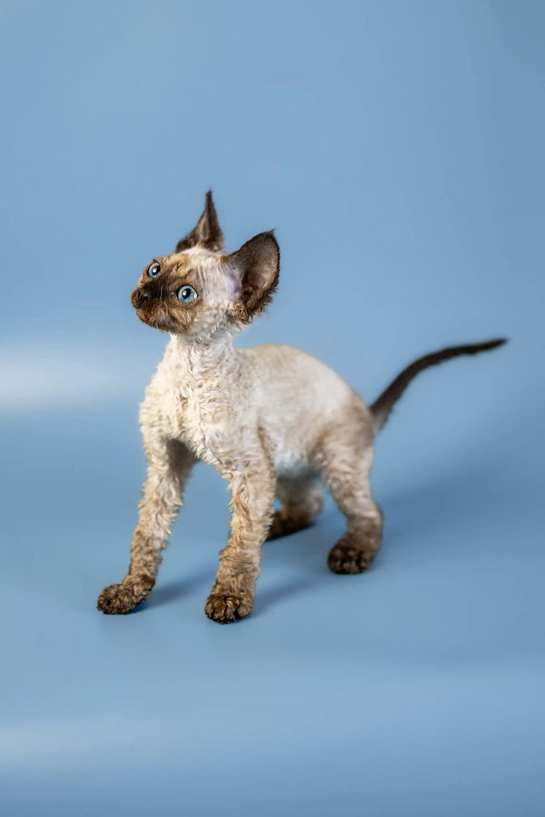 Devon Rex Cattery: Home-Raised Kittens with Love & Care