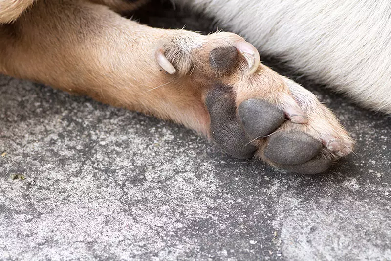 Labrador Retriever Dew Claws: Are They a Problem for Your Dog?