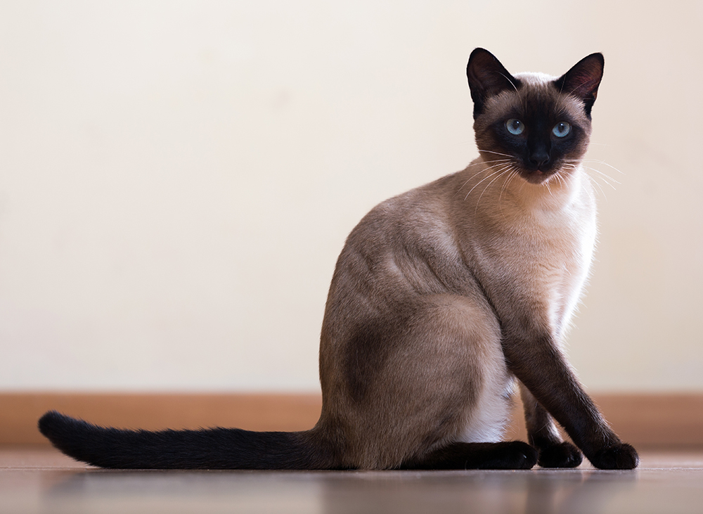 Himalayan Siamese Cat Price: Learn the Factors that Determine How Much Youll Pay!